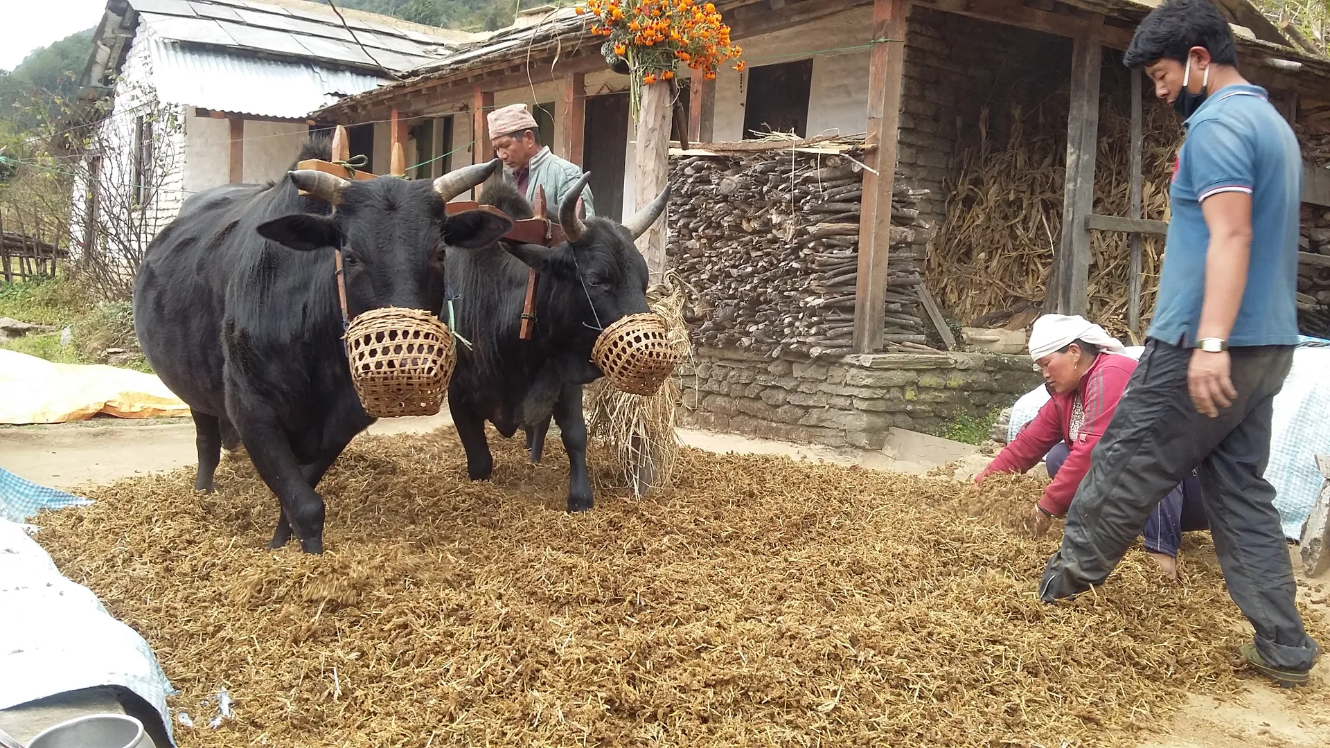Ghorepani Poon Hill Trek 